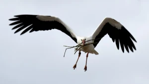Bociany w polskiej tradycji i kulturze zajmują szczególne miejsce