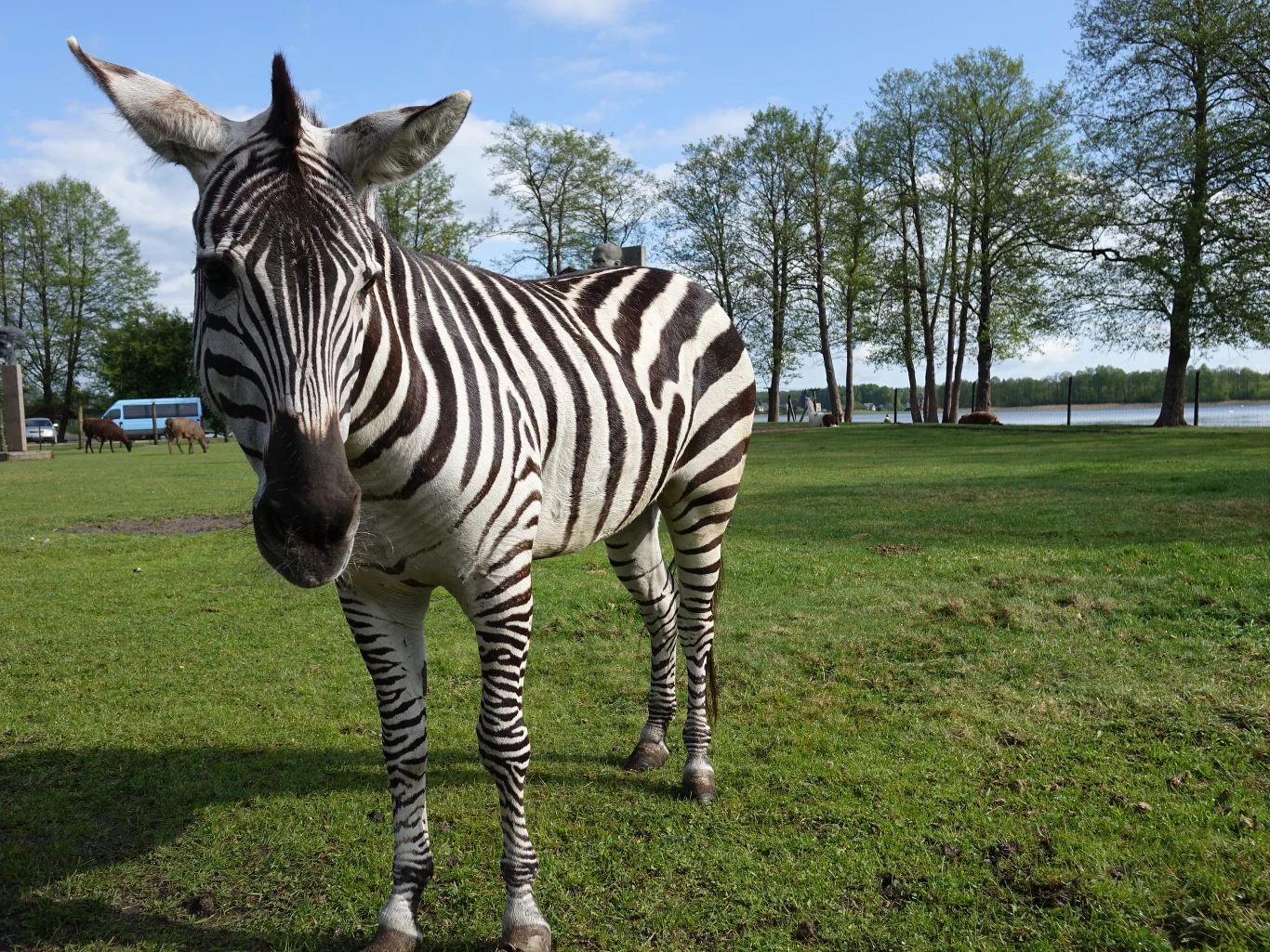 Dziś w Parku Grutas znajduje się też minizoo a zwierzęta przechadzają się pomiędzy eksponatami