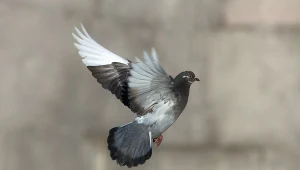 Do pięciu lat więzienia grozi 27-latkowi, który zabił dwa gołębie, zdj. ilustracyjne