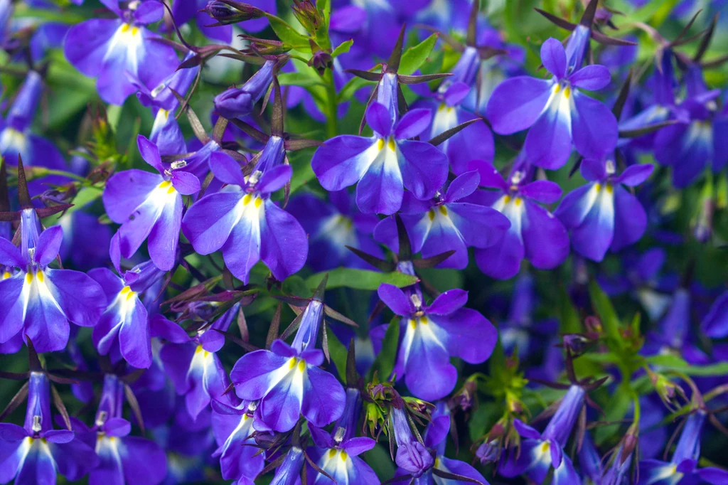 Lobelia