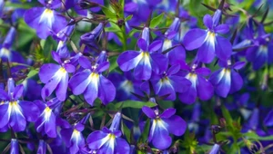 Lobelia