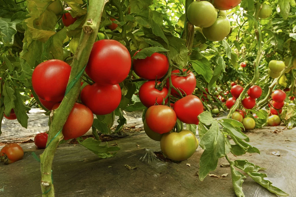 Ogławianie pomidorów to jeden z ważniejszych zabiegów podczas uprawy warzywa