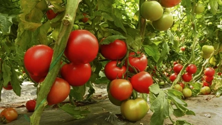 Nawożenie to ważny zabieg dla pomidorów. Dzięki niemu obficie owocują w sezonie. 