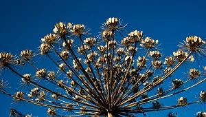 Zmarła kobieta, która oparzyła się barszczem Sosnowskiego