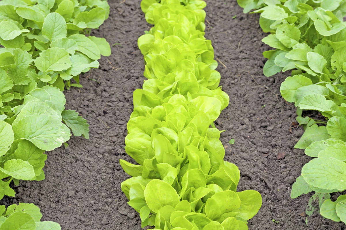 To dobry moment na wysiew sałaty.