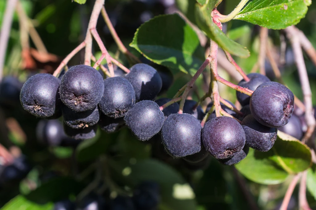 Aronia