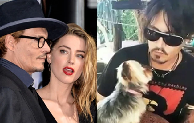 Johnny Depp i Amber Heard szmuglowali psy? Johnny Depp i Amber Heard szmuglowali psy?
