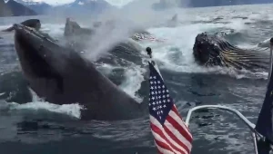 Alaska: Niezwykłe spotkanie z grupą humbaków