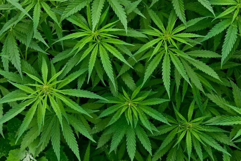 Marihuana jest przydatna w procesie regeneracji złamanych kości