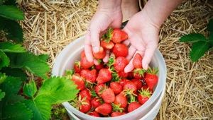 "Samozbiory" truskawek lekarstwem na niedobór rąk do pracy na plantacjach