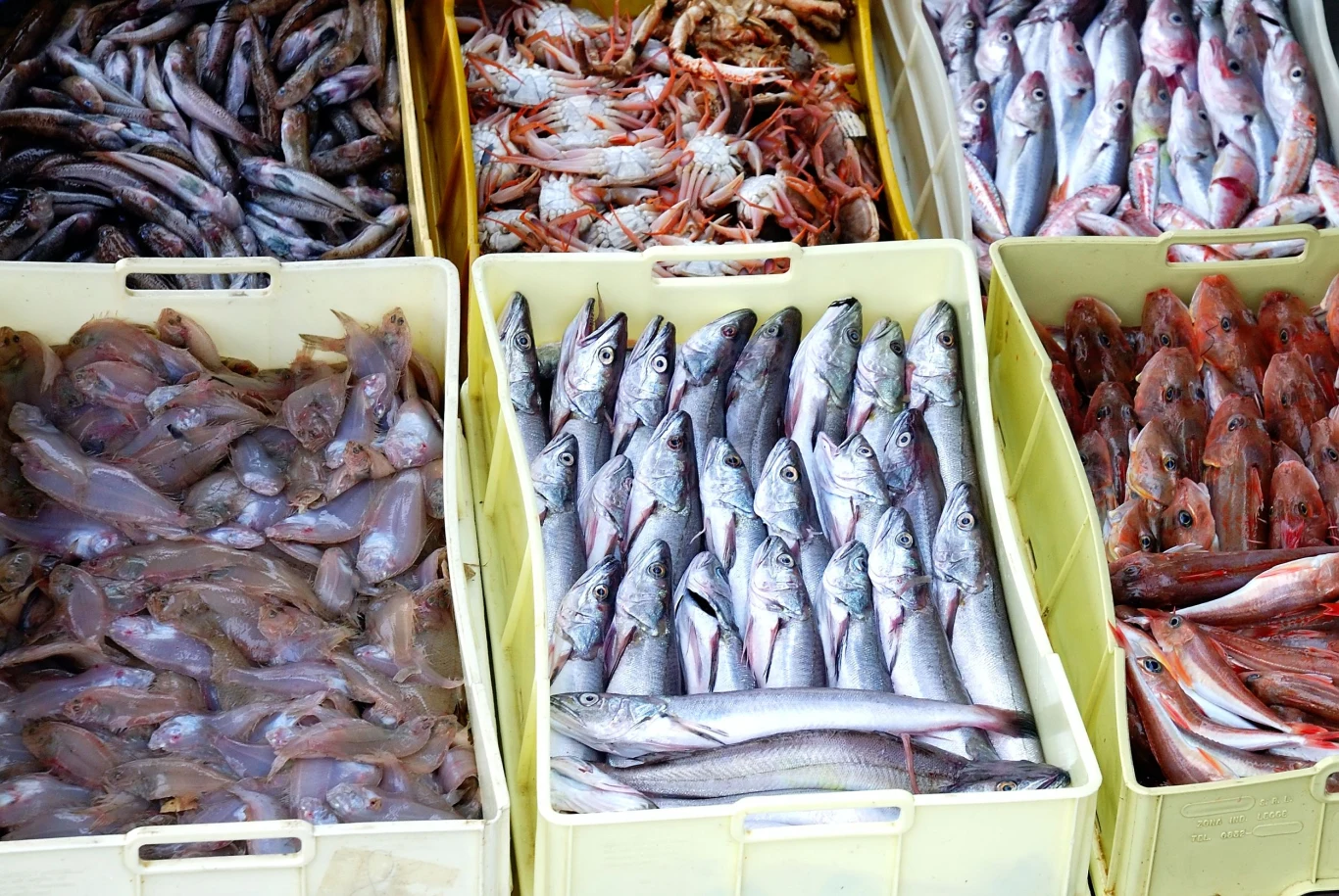 Najlepszym źródłem kwasów omega-3 są tłuste ryby Najlepszym źródłem kwasów omega-3 są tłuste ryby