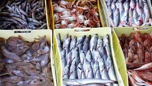 Najlepszym źródłem kwasów omega-3 są tłuste ryby