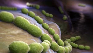 Aby potwierdzić, że paciorkowiec w gardle się pojawił, należy wykonać wymaz z gardła