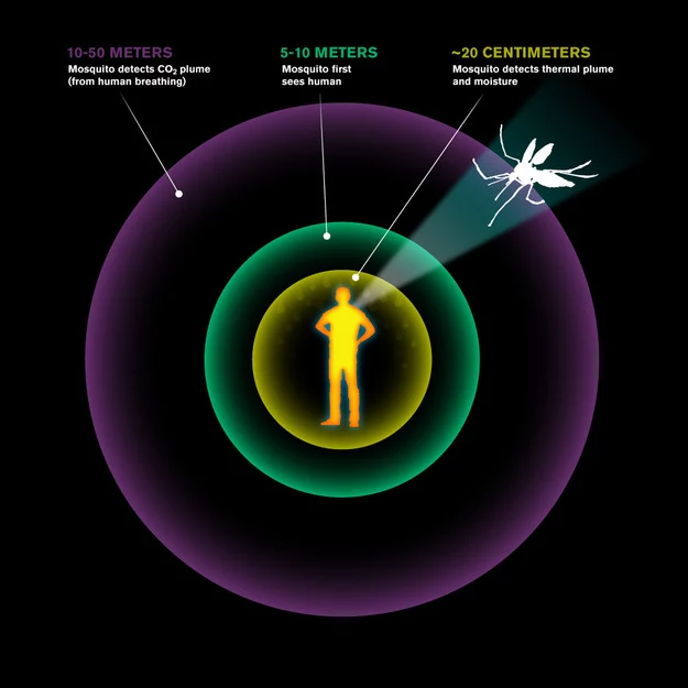 Różne zmysły pomagają komarom lokalizować człowieka z różnej odległości