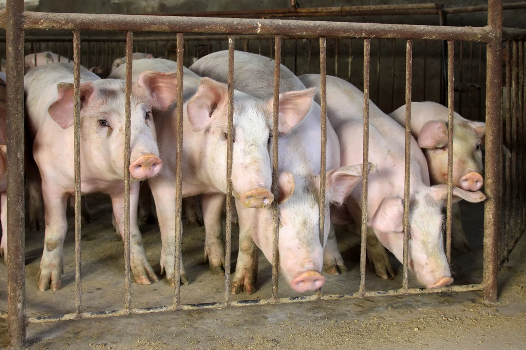 Świnie powszechnie chorują na grypę. 