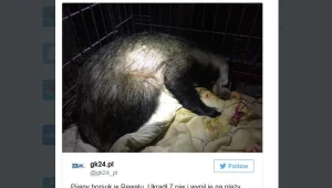 Borsuczyca najpierw ukradła, a potem wypiła 7 piw