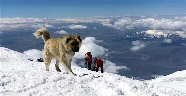 Czteroletni lord podczas wspinaczki na Ararat. Fot: Hurriyet Daily News