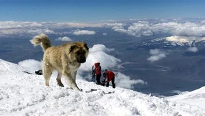 Lord - najlepszy alpinista wśród psów