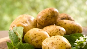 Sezon na młode ziemniaki