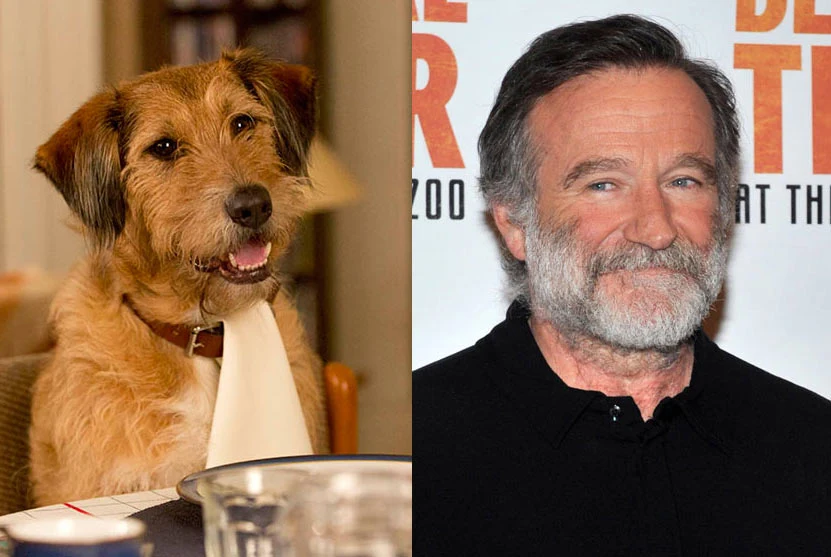 Ostatnim kinowym występem Robina Williamsa będzie rola... psa Dennisa w filmie Terry'ego Jonesa "Czego dusza zapragnie" (polska premiera - już w najbliższy weekend, 14 sierpnia 2015).

Dubbingowy bohater Williamsa nie tylko mówi ludzkim głosem, ale używa wysoce niecenzuralnego języka.
