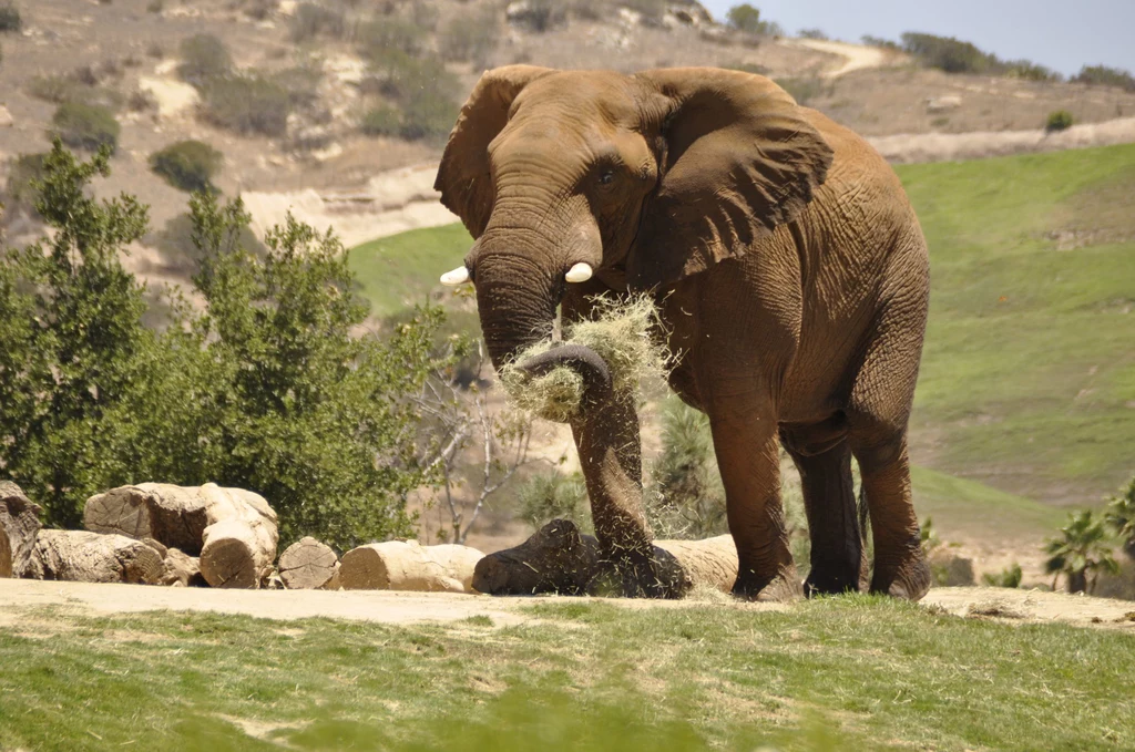 Słoń w RPA zaatakował turystów (zdj. ilustracyjne)