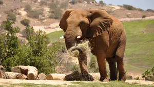 Mrożący krew atak słonia w RPA. Podniósł samochód pełen turystów
