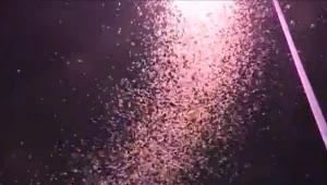 Rój jętek wygląda jak śnieg w środku lata; kadr z materiału wideo