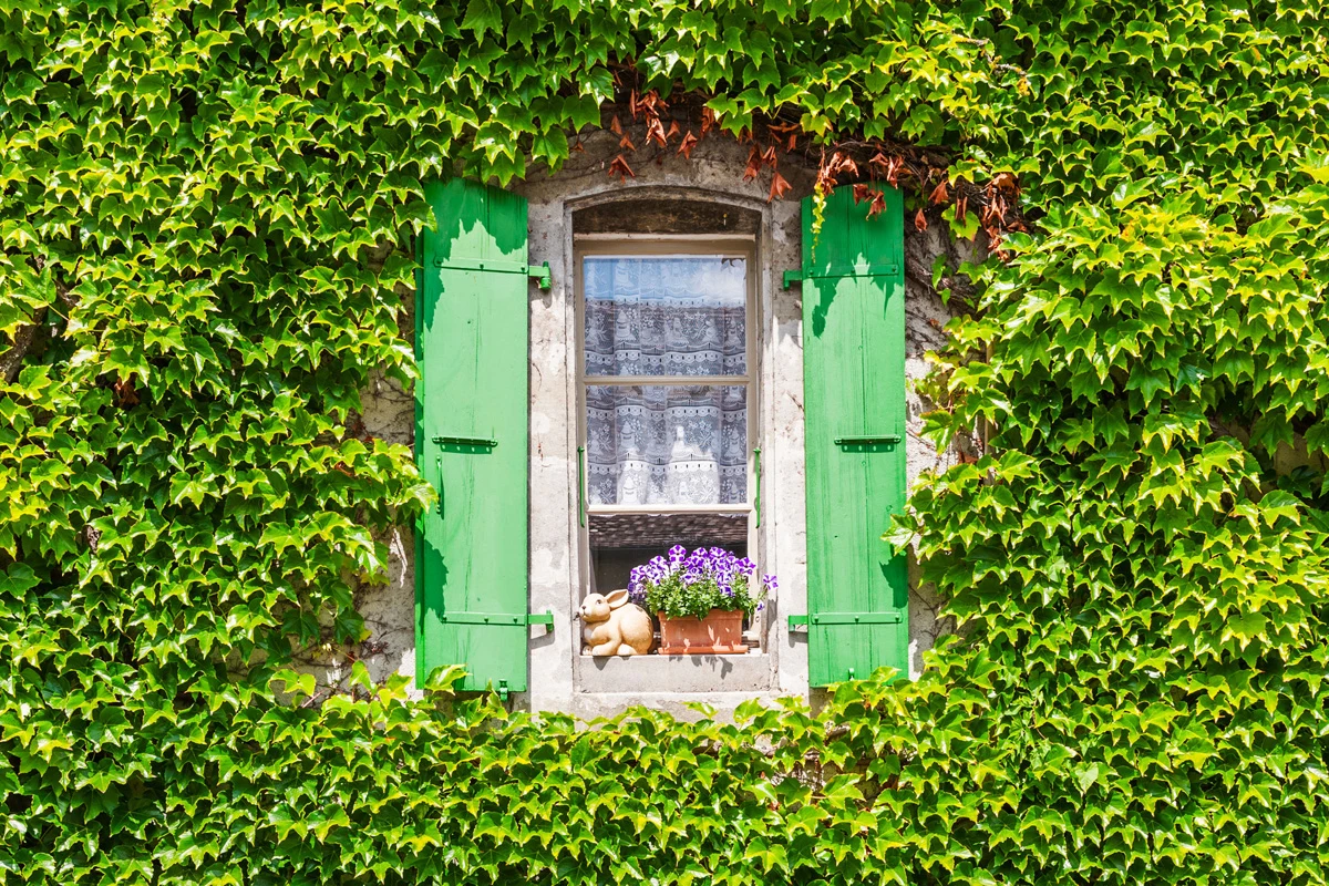 Bluszcz będzie rósł znacznie szybciej. Wystarczy, że zadbasz o to Bluszcz będzie rósł znacznie szybciej. Wystarczy, że zadbasz o to