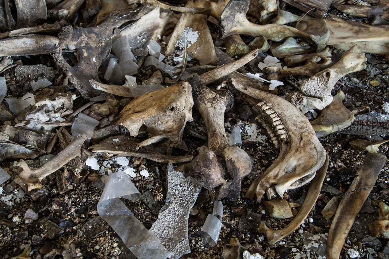 Kościarnia Kościarnia