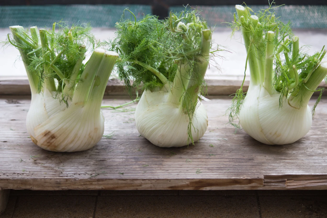 Fenkuł działa przeciwskurczowo, ponadto pobudza wydzielanie żółci i soku żołądkowego