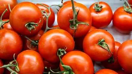 Jak powinno przechowywać się pomidory? 