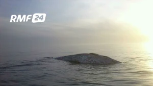 Zdjęcie z Gorącej Linii RMF FM