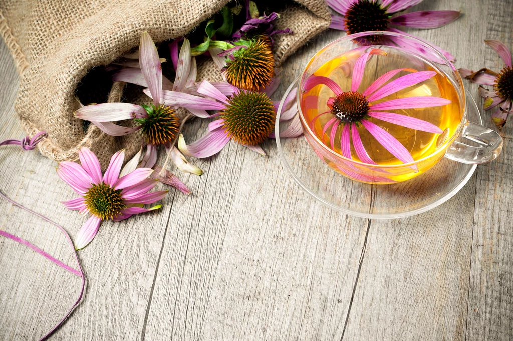 Echinacea purpurea pobudza funkcjonowanie układu odporności, działa odkażająco oraz przeciwzapalnie Echinacea purpurea pobudza funkcjonowanie układu odporności, działa odkażająco oraz przeciwzapalnie