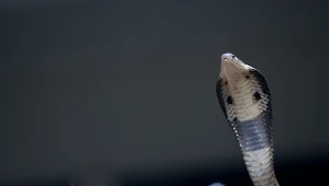 Wszystko wskazuje na to, że mężczyzna nadepnął kobrę / zdj. ilustracyjne