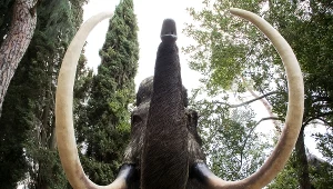 Przedstawienie mamuta