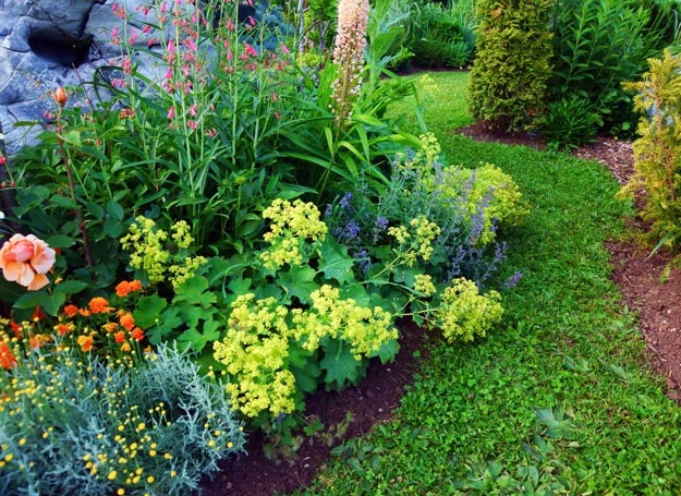 W ogrodzie osoby zapracowanej powinny królować "rośliny pancerne"
