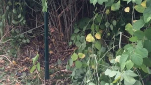 Wyjaśniają okoliczności śmierci 12-latka