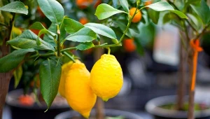 To najlepsza odżywka do cytrusów. Będą rosły, jak w ciepłych krajach