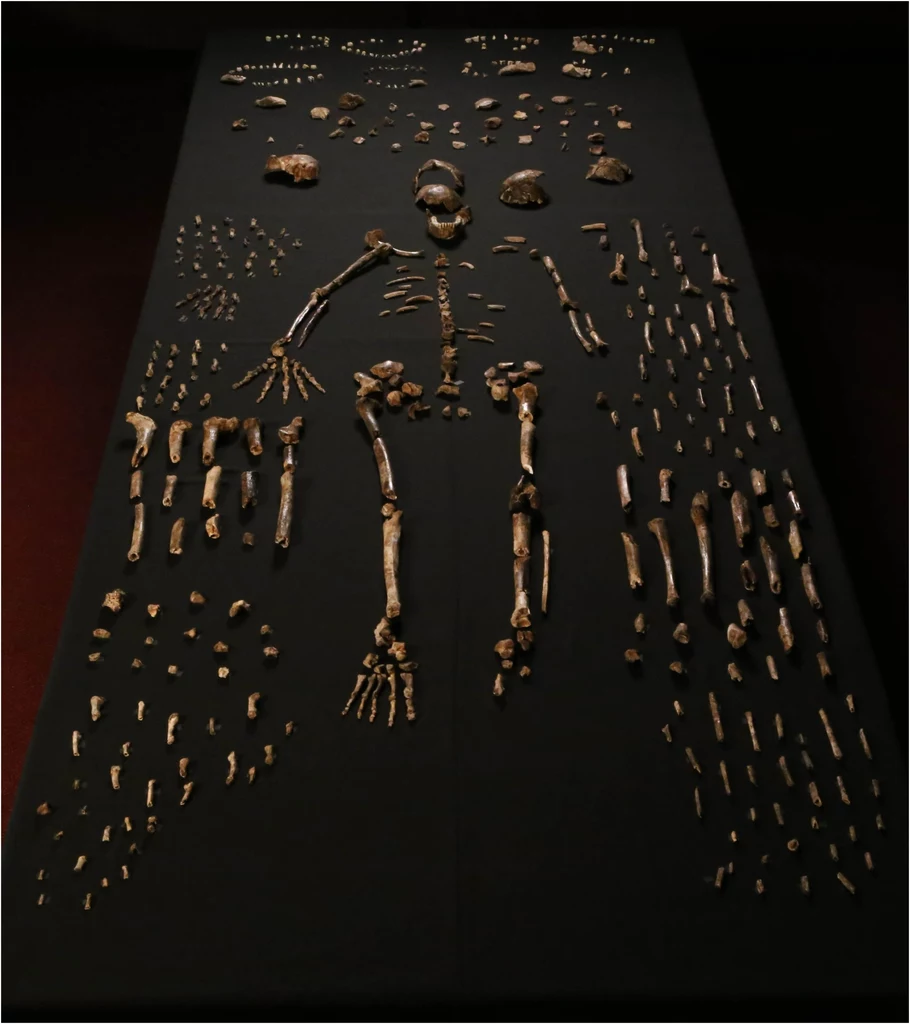 Z jaskini wydobyto ponad 1,5 tys. kości Homo naledi 