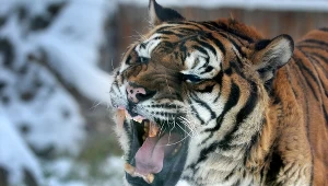 Tygrys zaatakował opiekuna we wrocławskim ogrodzie zoologicznym