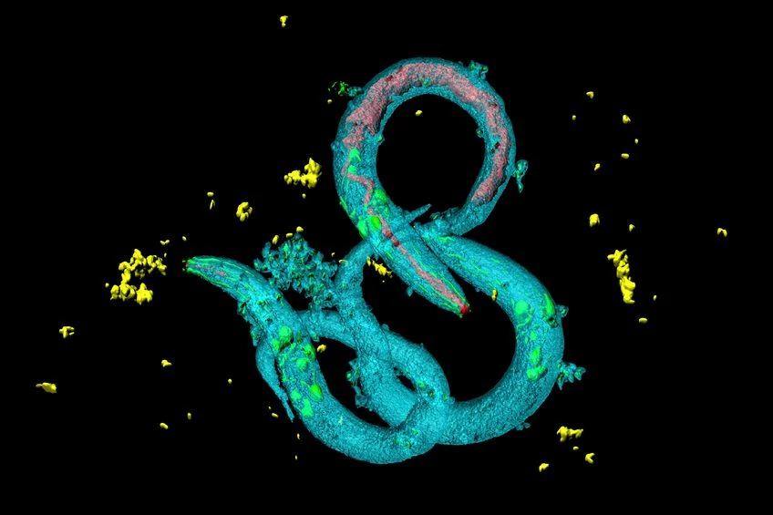 Nicień Caenorhabditis elegans - można nim sterować za pomocą ultradźwięków