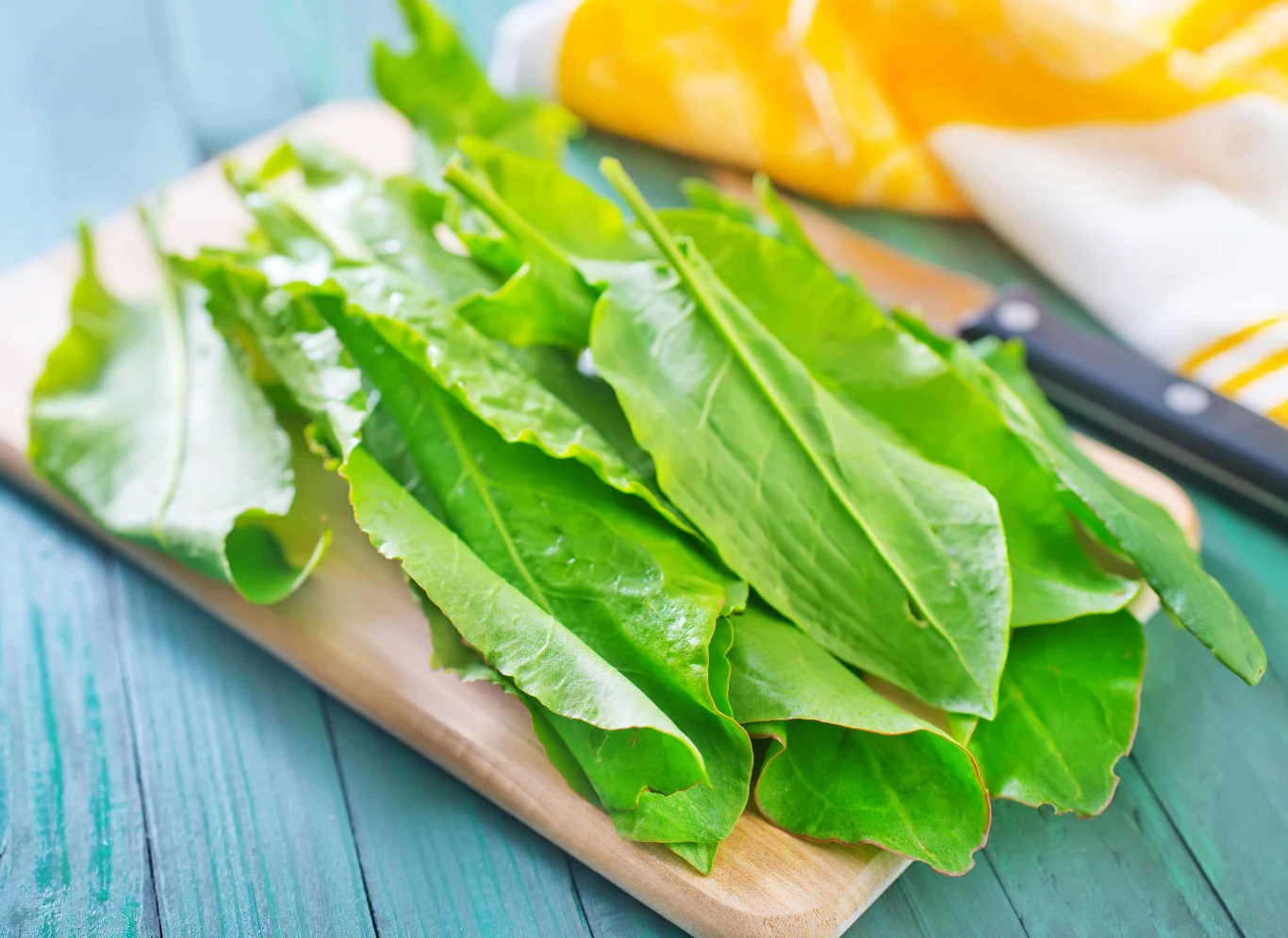 Szczaw jest wyjatkowo zdrowy