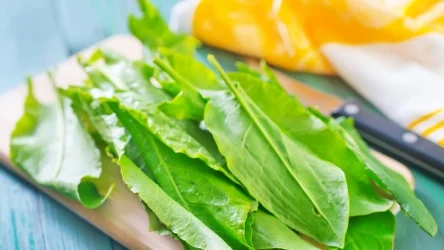 Kto nie powinien jeść szczawiu?