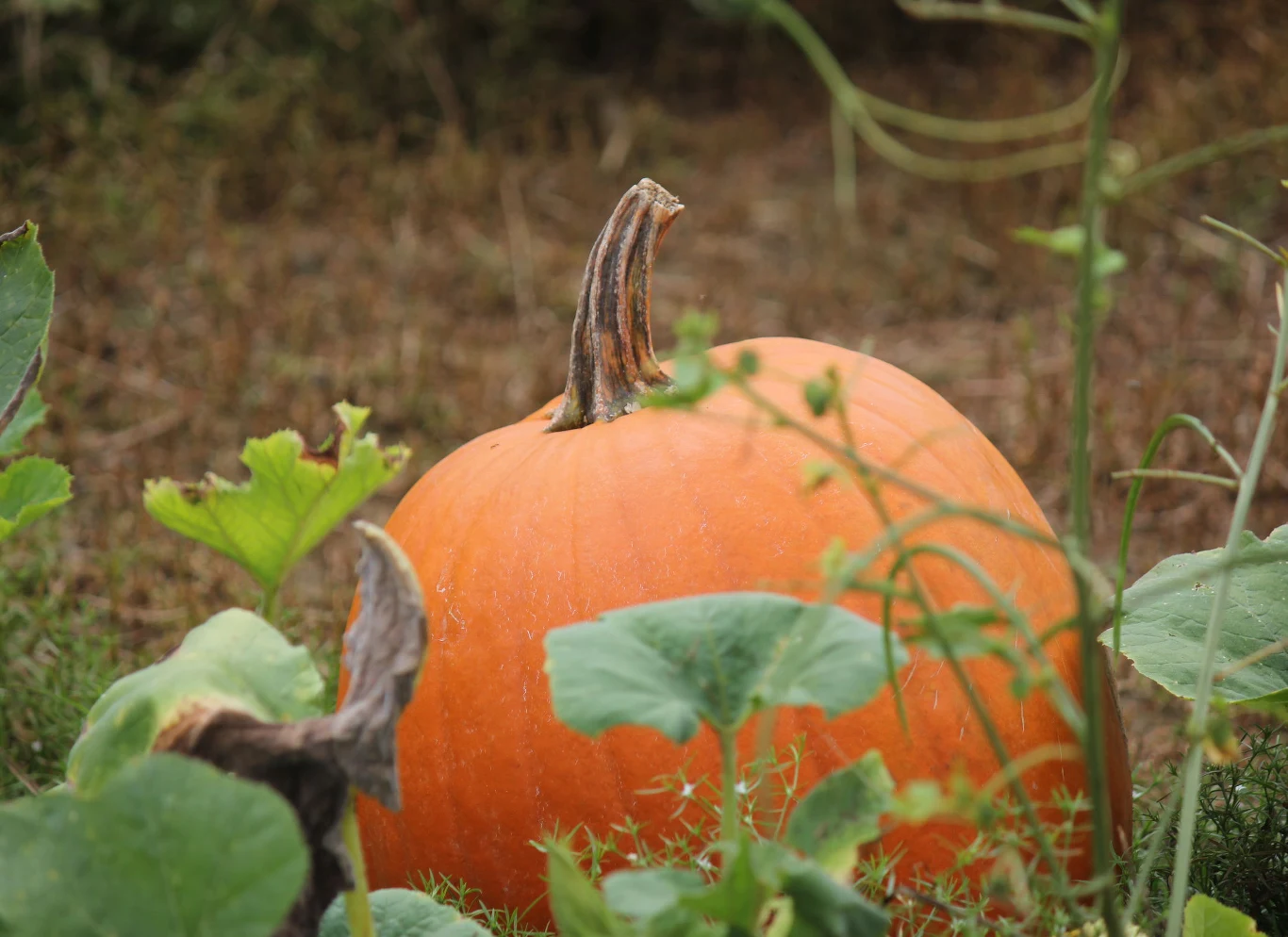 Dynia nie będzie dobrym sąsiadem dla ogórków. 