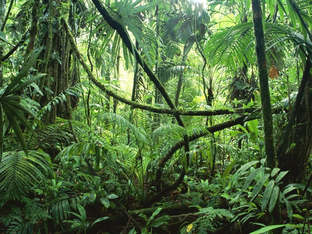 Amazonia uratowana - przyczyniła się do tego także Norwegia