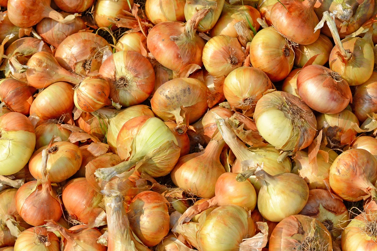 Cebulki przed posadzeniem do gruntu warto odpowiednio zaprawić. Roztwór z łatwością przygotujemy samodzielnie. 