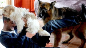 Orlicz, Piesek i Alex