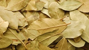 Wywar z liści laurowych pomoże na stawy