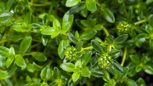 Cząber ma lekko gorzki smak