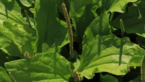 Babka lancetowata łagodzi męczący kaszel